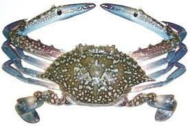 Blue crab Big(3 to 4 Count)